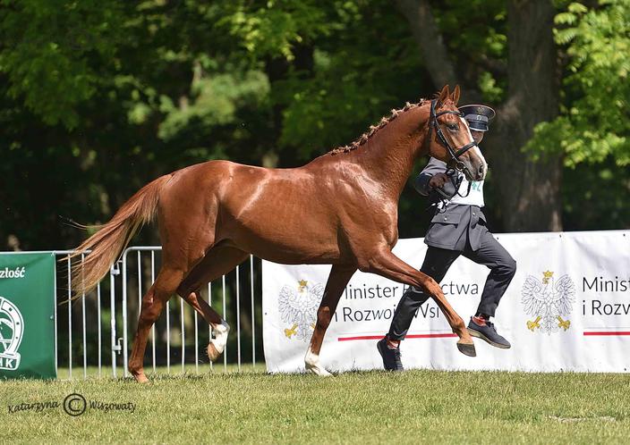 Stadnina Koni Prudnik działa nieprzerwanie od 1949 roku. Przez lata funkcjonowała jako przedsiębiorstwo państwowe, obecnie jest jedną ze spółek hodowli zwierząt o szczególnym znaczeniu dla gospodarki narodowej, nad którą nadzór sprawuje Krajowy Ośrodek Wsparcia Rolnictwa.