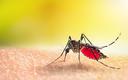 EMA zarejestrowała nową szczepionkę przeciw wirusowi dengi
