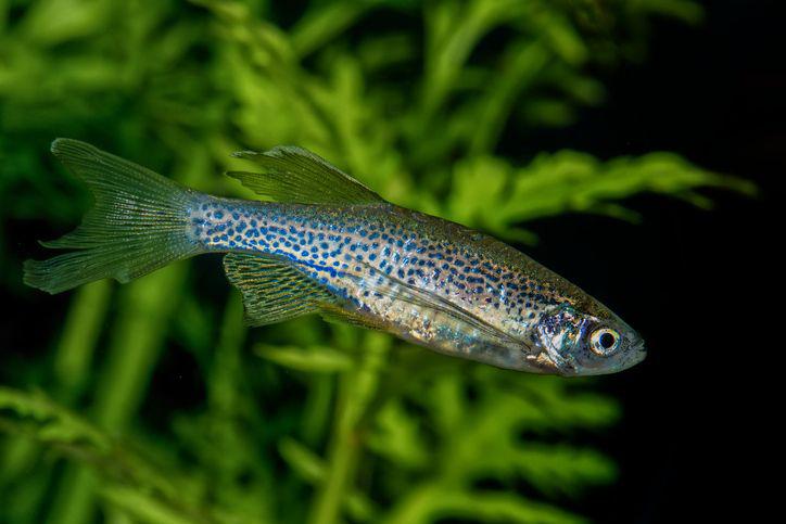 Rybka danio Rybka danio