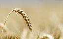 Argentyna jako pierwsza zatwierdziła pszenicę GMO