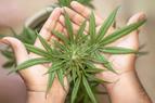 Marihuana zwiększa ryzyko schizofrenii, zwłaszcza u młodych mężczyzn [BADANIA]
