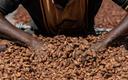 Nowy rekord ceny kakao, jest ponad 300 proc. droższe niż rok temu