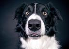 Psy mogą “wywęszyć” COVID-19 z dokładnością do 92 proc. [BADANIA]