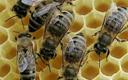 Austria: kradzież miliona pszczół z uli