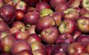Intermarché organizuje konwój z 40 ton polskich jabłek do Kaliningradu