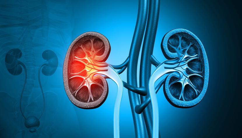 Transplantolodzy mają nadzieję, że w przyszłości będzie można przeszczepiać także inne narządy zmodyfikowanych świń. Transplantolodzy mają nadzieję, że w przyszłości będzie można przeszczepiać także inne narządy zmodyfikowanych świń.