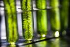 Związek z alg blokuje koronawirusa lepiej niż remdesiwir [BADANIA]