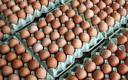 Producenci drobiu ostrzegają przed wzrostem cen jaj