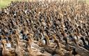 100 tys. chińskich kaczek gotowych do walki