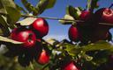 Szwedzkie miasteczko daje miliony za stuletnią jabłonkę