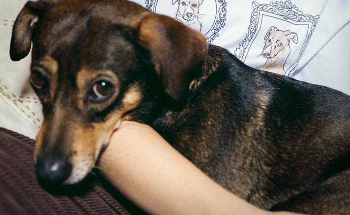 Marka modowa Elementy dołączyła do akcji Nakarm Psa z OLX