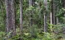 Lasy zmniejszają globalne zagrożenia dla zdrowia
