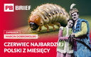 Najcenniejszym polskim towarem eksportowym był robak. Ta historia zmieni sposób, w jaki patrzysz na czerwiec | PB BRIEF