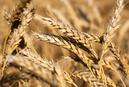 Rosja odnotuje rekordowe zbiory pszenicy