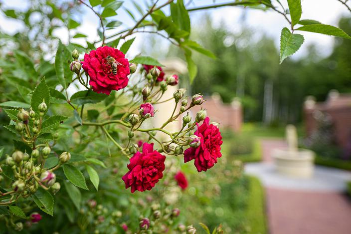 Aflopark, ogród różany Grażyny i Andrzeja Furmanów w Pabianicach, zdobył Award of Garden Excellence 2025 podczas 20. Światowego Kongresu Różanego w Fukuyamie