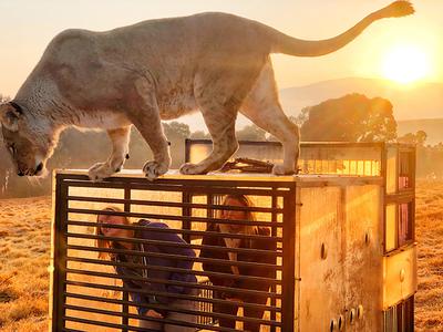 Turyści w sanktuarium lwów GG w Harrismith w RPA mogą stanąć w klatce fotograficznej, by w bezpieczny i humanitarny sposób zbliżyć się do tych wspaniałych zwierząt. Suzanne Scott, fotograf i dyrektor firmy non-profit, powiedziała: „Oferujemy to doświadczenie od prawie dwóch lat. Bezpieczeństwo naszych gości i dużych kotów jest priorytetem”.