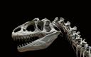 Szkielet dinozaura sprzedany za 3 mln EUR