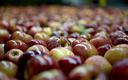 Polskie jabłka po raz pierwszy trafiły do Tajwanu